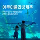 현대카드㈜ | 제주 동쪽 가볼만한곳 아쿠아플라넷 아쿠아리움 공연