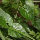 이화농원 이미지