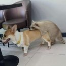 개구리PC방 이미지