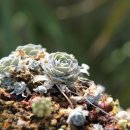 선바위(분재전시관) 이미지