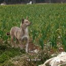 재롱이네 이미지