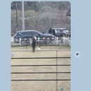 코코블리 애견운동장 이미지