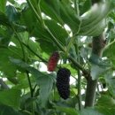 아침농장순창 이미지