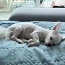 최광호동물병원 이미지