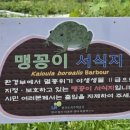 맹꽁이 이미지