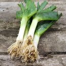 Leek(파,마늘,양파의중간)씨앗 이미지