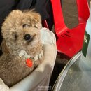 명품돼지부속전문 이미지