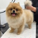 대구애견호텔 애견유치원 모여라솜뭉치 본점 이미지