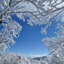156차 정기산행(1월18일) 평창 발왕산 눈꽃산행 이미지