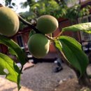 남대민박 이미지