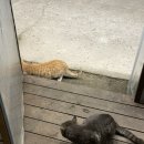 갤럭시하우스스파펜션&애견펜션 이미지