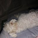 사르데냐 오토캠핑장 | 강화)2박3일 조용하게 보냈던 애견동반 가능한 아르보리아캠핑장