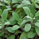 세이지 SAGE