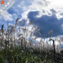 최정산 누리길 | [최정산 억새 군락지의 가을] 반짝반짝 은빛 찬란했던 가을 오후