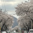 [경주] 숲속 그잡채 노꼬담꼬 글램핑 내돈내산 후기