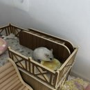햄스팟
