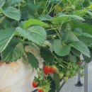 자담농장 이미지