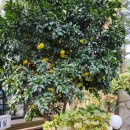 자림농장 | 제주 가족 펜션 비자림리조트 후기