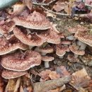 삼포농장 이미지