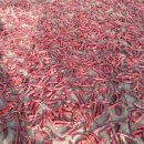 영광고추특화시장 이미지