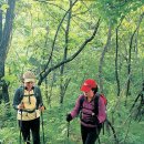 순흥여관 | [주말산행코스] 오지의 산 십자봉, 650m·강원 평창-영월