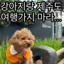 강아지랑 제주도 여행 가지 마라 이미지