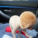 호텔스 컴도그 이미지