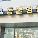 레스펫동물병원