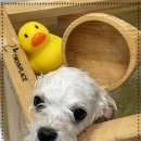 윈썸그루밍 이미지