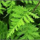 민간약초 생활한방 이미지