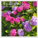 송림로터리 | 부산 해운대 송림공원 수국 개화시기 6월말 실시간 후기와 주차장 위치