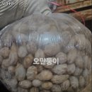 보라수산 네이버블로그