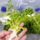 &#39;바른농산&#39; 국내산 치커리, 신선함 그대로 당일배송 후기