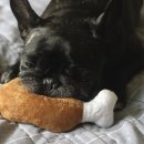 포레스트문 이미지