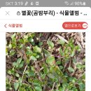 곰밤부리나물과 보리순 이미지