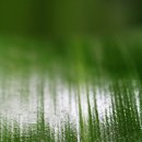 상록꽃화원 이미지