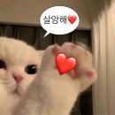루고냥이