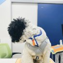 멍멍냐옹동물병원 이미지