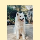 부산강아지분양 퍼피룸 | 부산강아지분양 부산강아지분양 퍼피룸 추천 후기