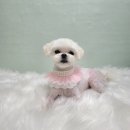 늘, 이쁘개 이미지