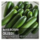 달콤 아삭하면서 껍질이 부드러운 농사꾼과고양이 '미니오이'