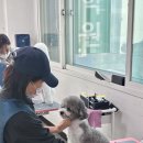울산애견미용학원