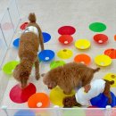 꼼꼼 애견미용실 이미지