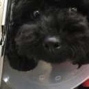 24시명동물메디컬센터 네이버블로그