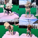 놀러오개 불로점 이미지