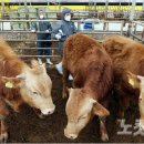 일파만파농장 이미지