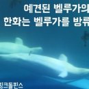제주벨루가 이미지