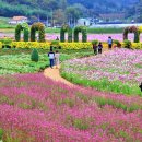 아직 늦지 않았어요! 11월까지 이어지는 가을 꽃 축제의 마지막 기회 이미지