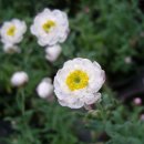 로단테(Rhodanthe) 이미지