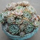 바디스 이미지